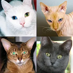 Скачать взлом Cats Quiz Guess Popular Breeds  [МОД Много монет] - полная версия apk на Андроид