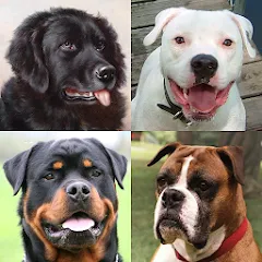 Взлом Dogs Quiz - Guess All Breeds!  [МОД Все открыто] - стабильная версия apk на Андроид