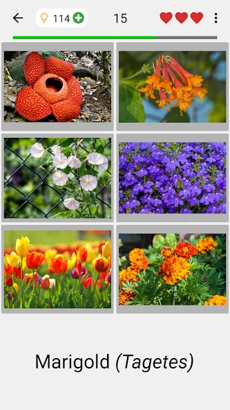 Flowers Quiz - Identify Plants  [МОД Много монет] Screenshot 2