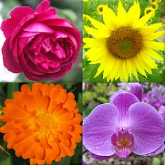 Взломанная Flowers Quiz - Identify Plants  [МОД Много монет] - стабильная версия apk на Андроид